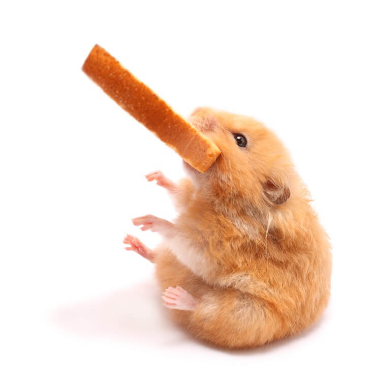 Can Hamster Eat Bread?: Safe Treats for Your Furry Friend