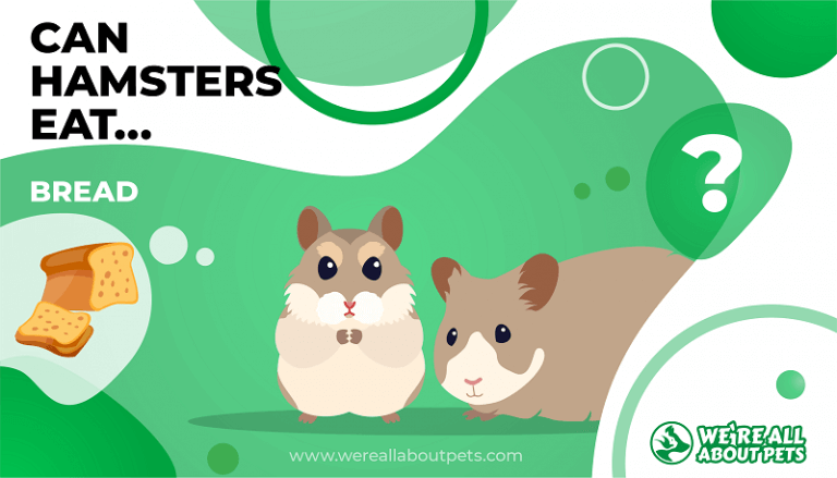 What Do Hamsters Eat We re All About Pets