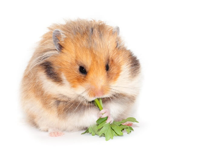 Can hamster outlet eat parsley