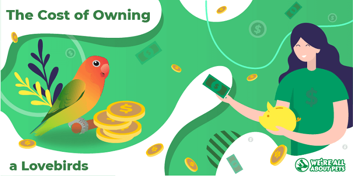 The Cost Of Owning Lovebirds