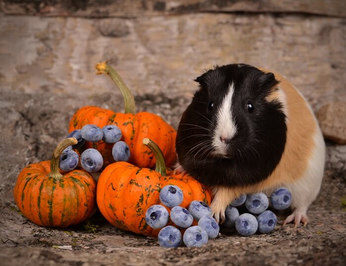 Is pumpkin good for guinea outlet pigs