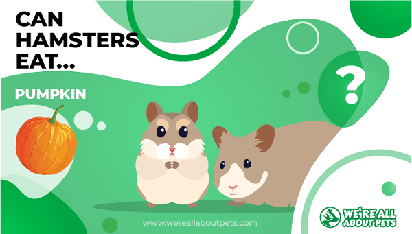 Can hamsters 2025 eat acorns