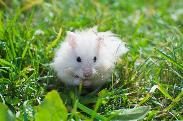 Can Hamsters Eat Grass  