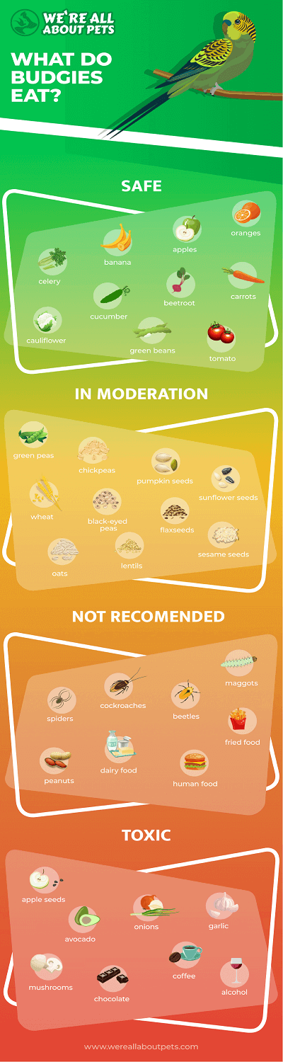 Healthy food outlet for budgies