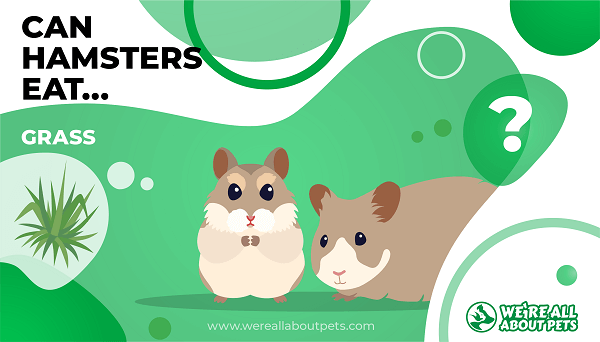 Can Hamsters Eat Grass?