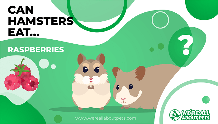 Can Hamsters Eat Raspberries?