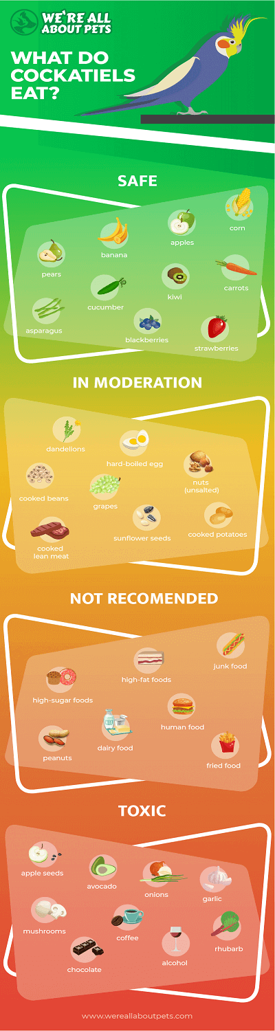 Safe And Unsafe Foods For Cockatiels