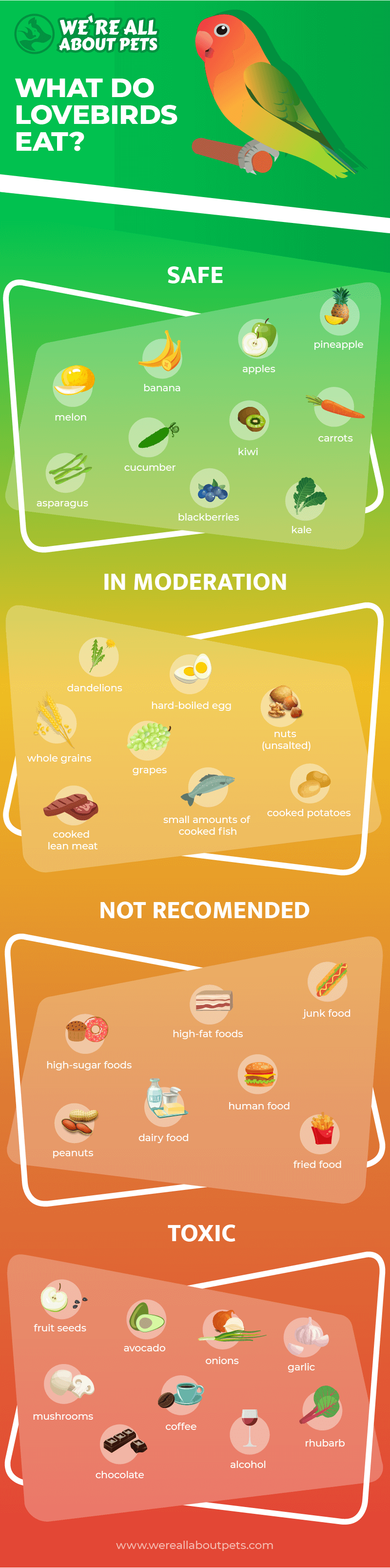 What Do Lovebirds Eat? (Safe Foods For Lovebirds) We're All About Pets