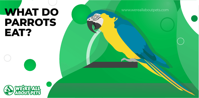 What Do Parrots Eat?