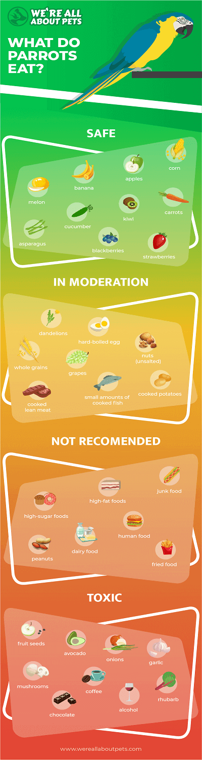 Safe And Unsafe Foods For Parrots