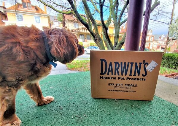 Unbiased Darwin’s Dog Food Review 2020 We're All About Pets