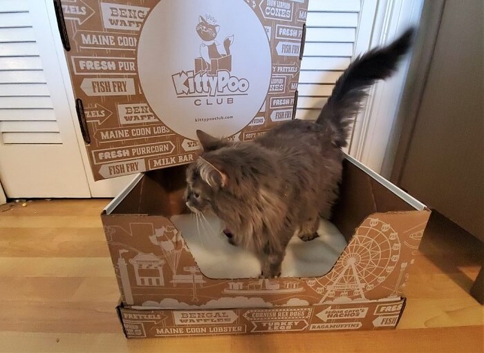 Kitty Poo Club Kitty Poo Club
