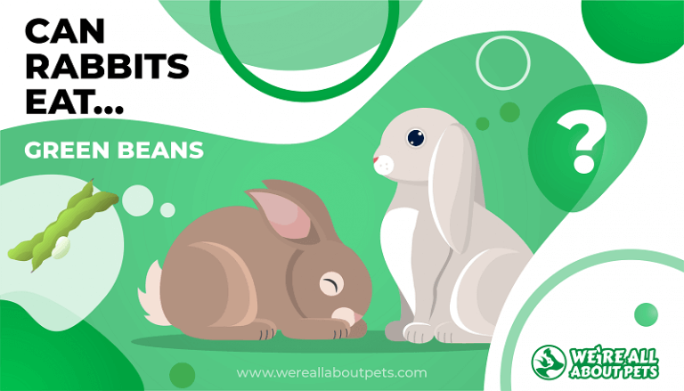 Can Rabbits Eat Green Beans?