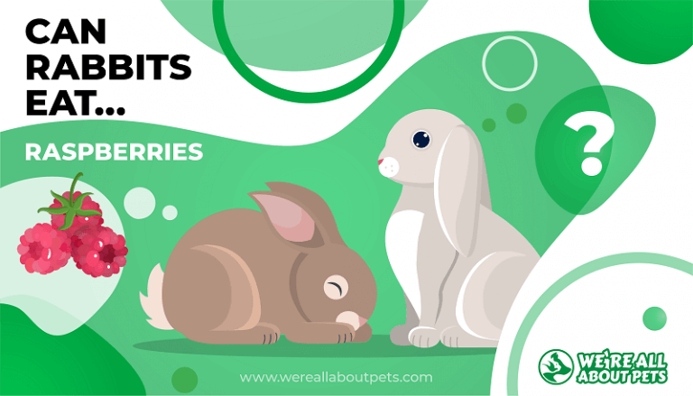 Can Rabbits Eat Raspberries?