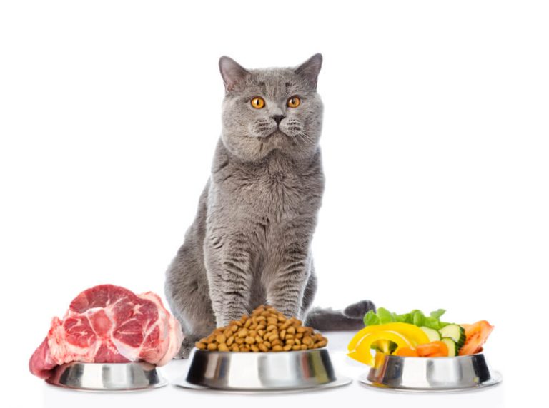 What's the Best Fresh Cat Food Delivery Service In 2021? (Nom Nom Vs