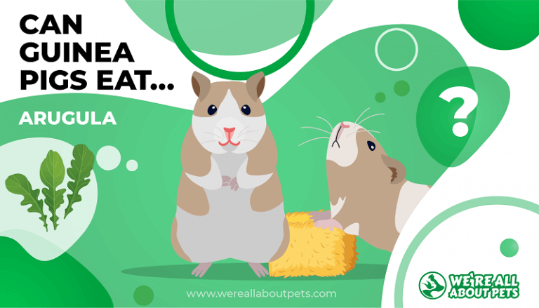 Do you want to know if guinea-pigs can eat arugula? 