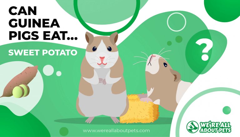 Can guinea pigs 2024 eat raw potatoes