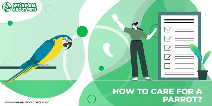 How to Care for a Parrot