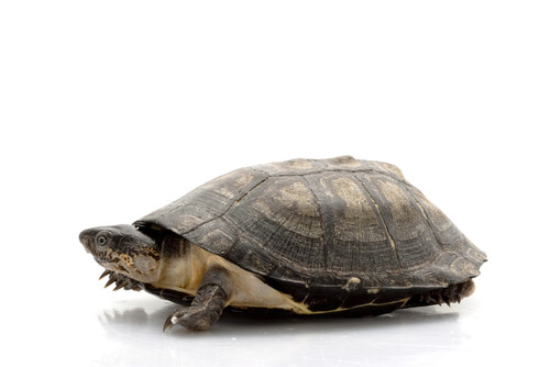 10 Different Types of Pet Turtle Breeds You Should Know - We're All ...