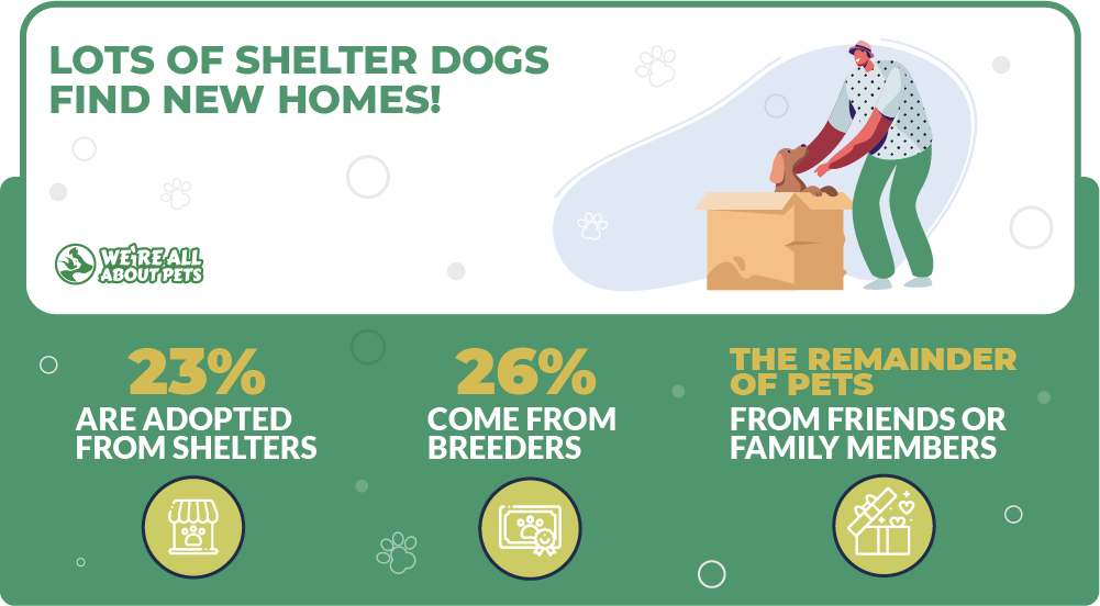 Dog shelter adoption statistics