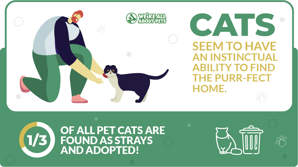 Cats seem to have an instinctual ability to find the purr-fect home