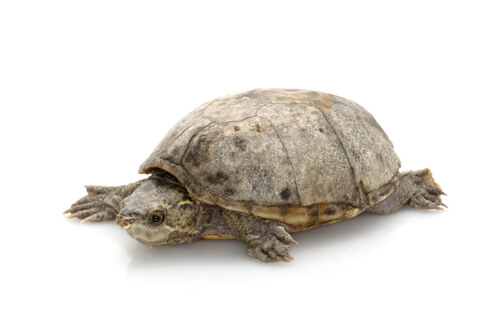 10 Different Types of Pet Turtle Breeds You Should Know - We're All ...