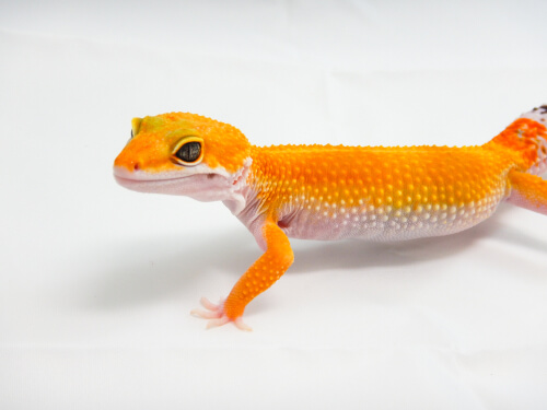 lavender tangerine leopard gecko