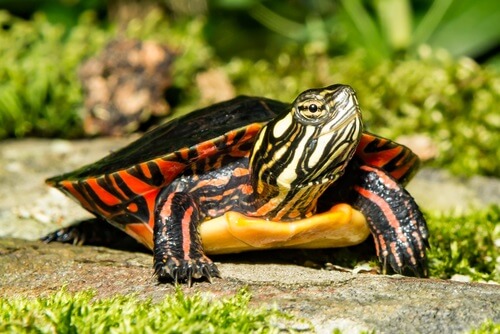 10 Different Types of Pet Turtle Breeds You Should Know