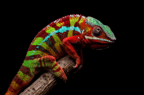 9 Types of Chameleons That Make Great Pets - We're All About Pets