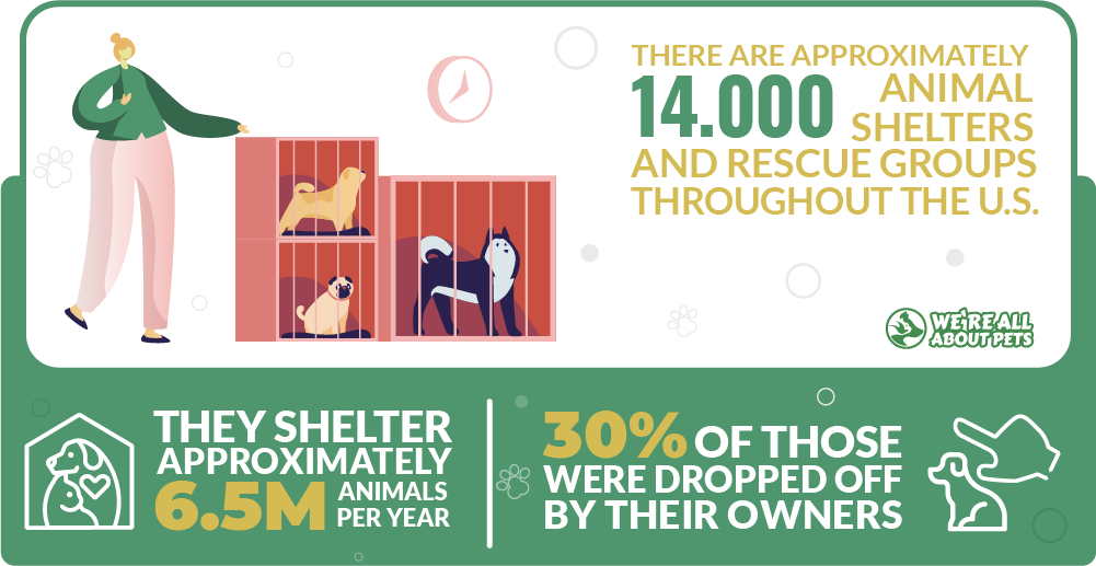 Shelter animals statistics