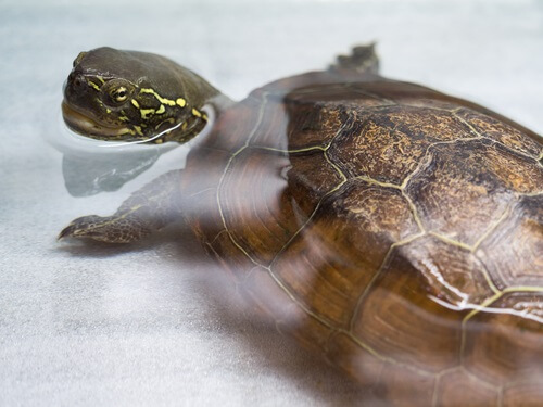 10 Different Types of Pet Turtle Breeds You Should Know - We're All