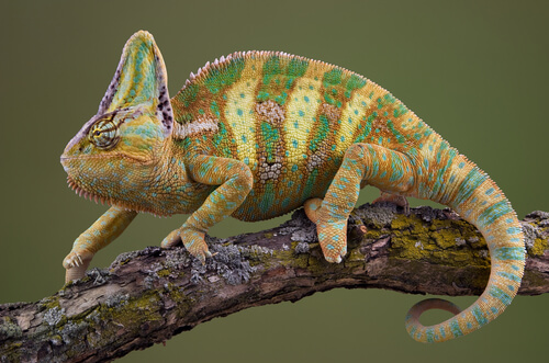 9 Types of Chameleons That Make Great Pets - We're All About Pets