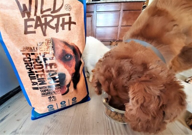Wild Earth Dog Food Review 2022 We're All About Pets