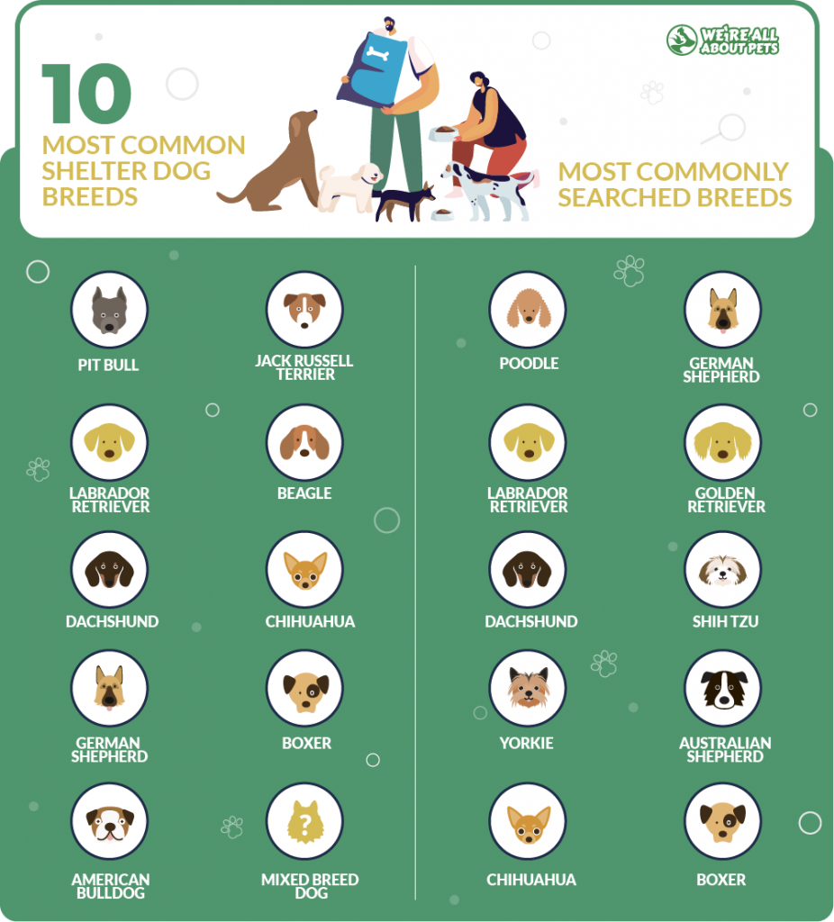 54 Powerful Pets Statistics You Need To Know In 2021 - We're All About Pets