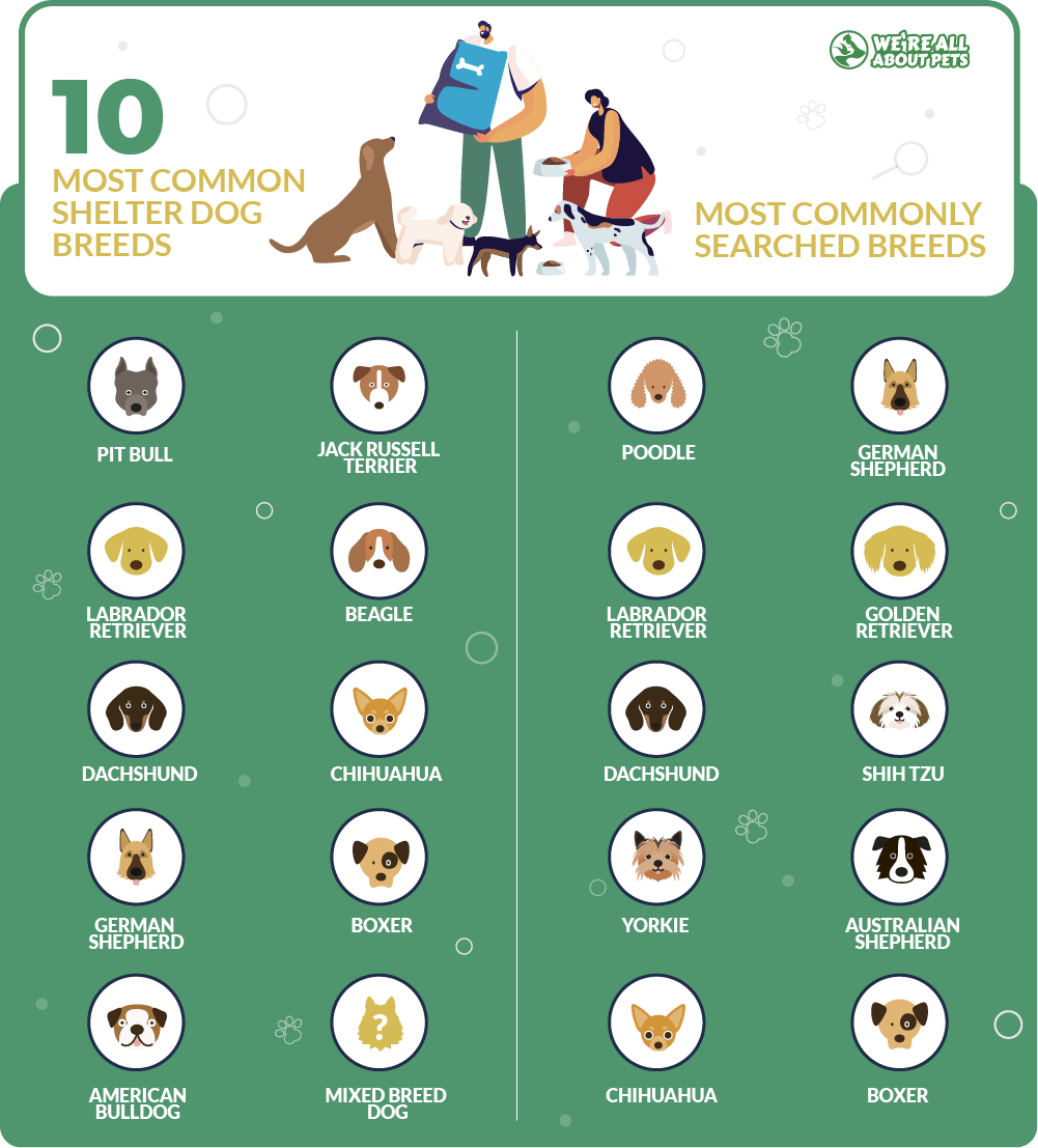 Most common shelter dog breeds