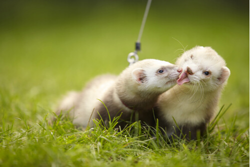 The 9 Different Types Of Ferrets - We're All About Pets