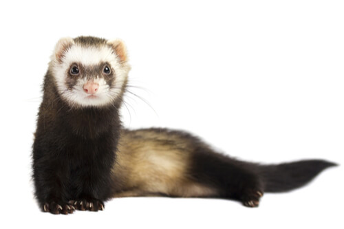 different breeds of ferrets