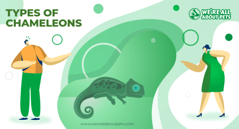 9 Types of Chameleons That Make Great Pets - We're All About Pets