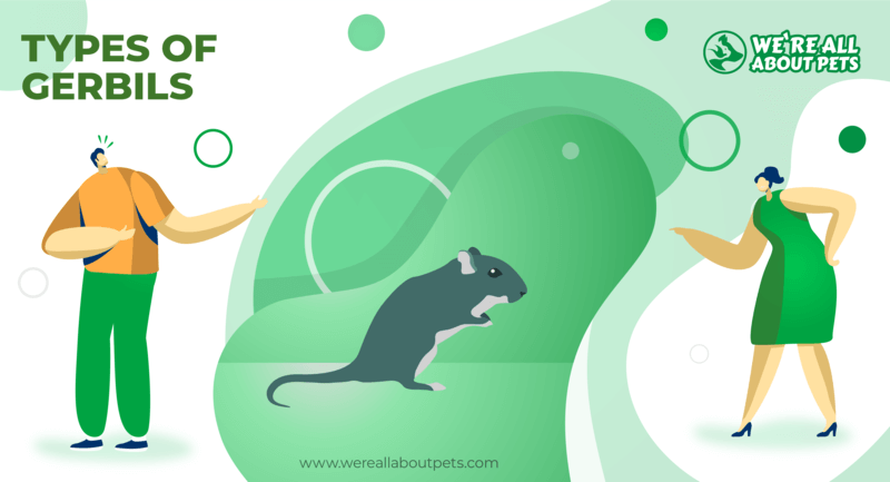 gerbil types
