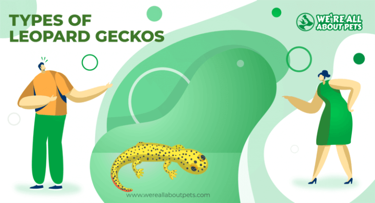 12 Different Types Of Leopard Geckos That Make Great Pets - We're All About  Pets