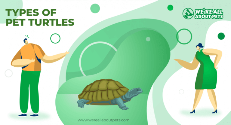 All about best sale pet turtles