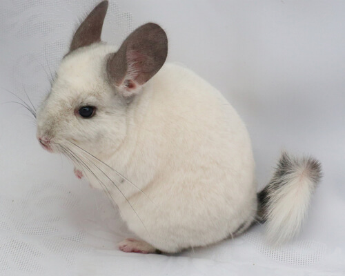 beige violet chinchilla