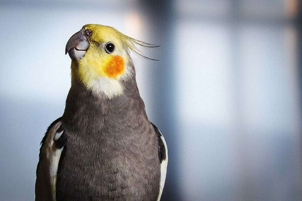 12 Adorable Types of Pet Birds You Should Know - We're All About Pets