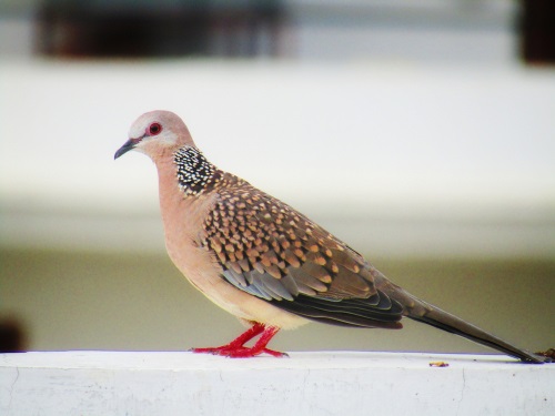 12 Adorable Types of Pet Birds You Should Know - We're All About Pets