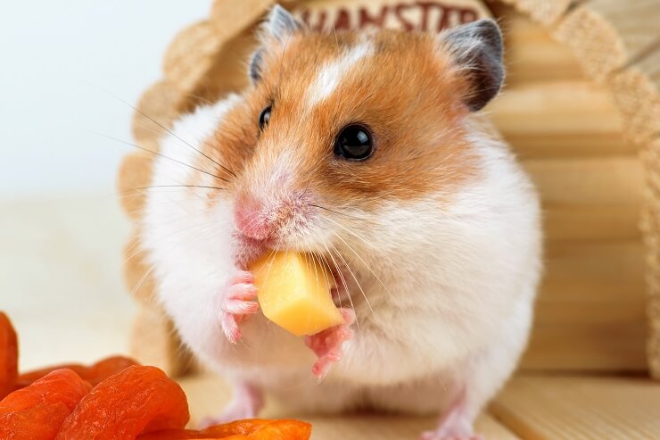 Hamsters store eat cheese