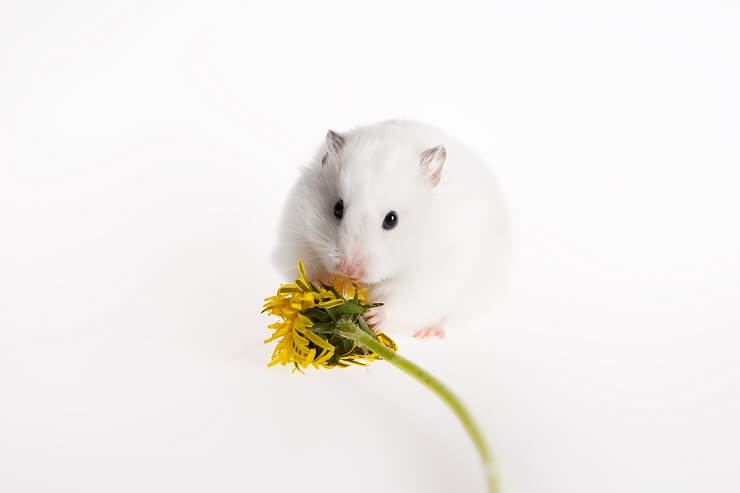 Can hamsters 2025 eat dandelion leaves