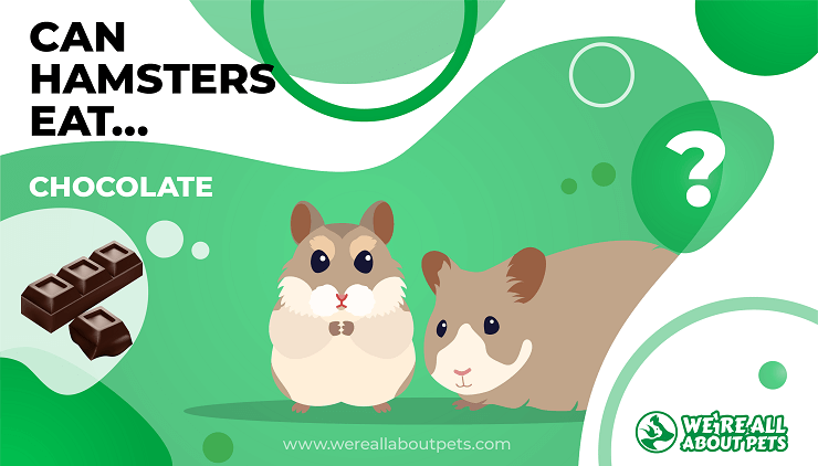 Can hamsters 2025 eat chocolate