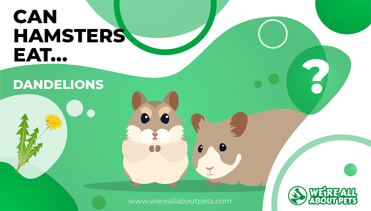 295 Cute & Funny Hamster Name Ideas With Meanings - We're All About Pets