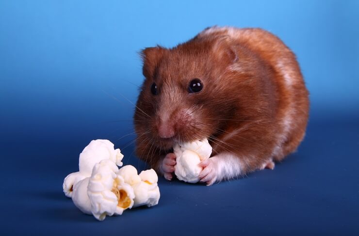 Can Hamsters Eat Popcorn 2024 We re All About Pets