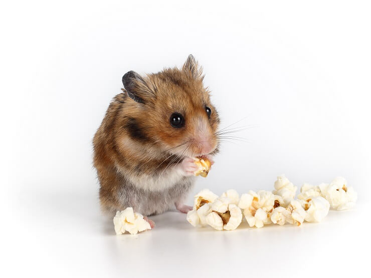 Can Hamsters Eat Popcorn 2024 We re All About Pets